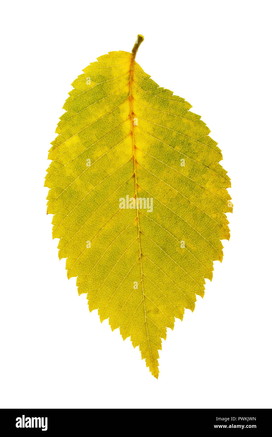 Luminose aspen Foglie di autunno sfumature isolati su sfondo bianco, primo piano Foto Stock