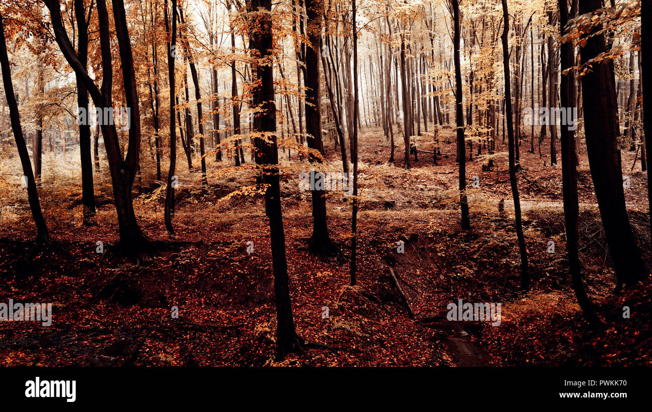 Autunno dorato e la nebbia nella foresta Foto Stock