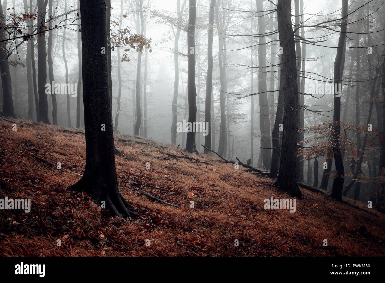 Creepy foresta con nebbia Foto Stock