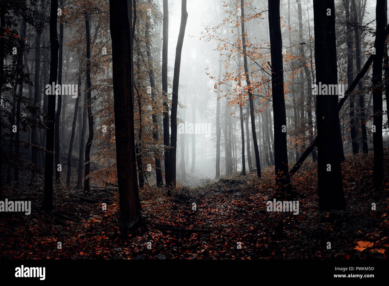 Scura foresta autunnale con la nebbia Foto Stock