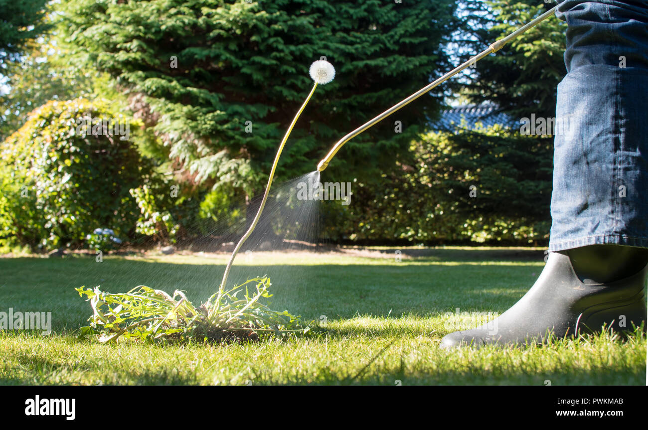 Spruzzare le erbacce nel giardino Foto Stock