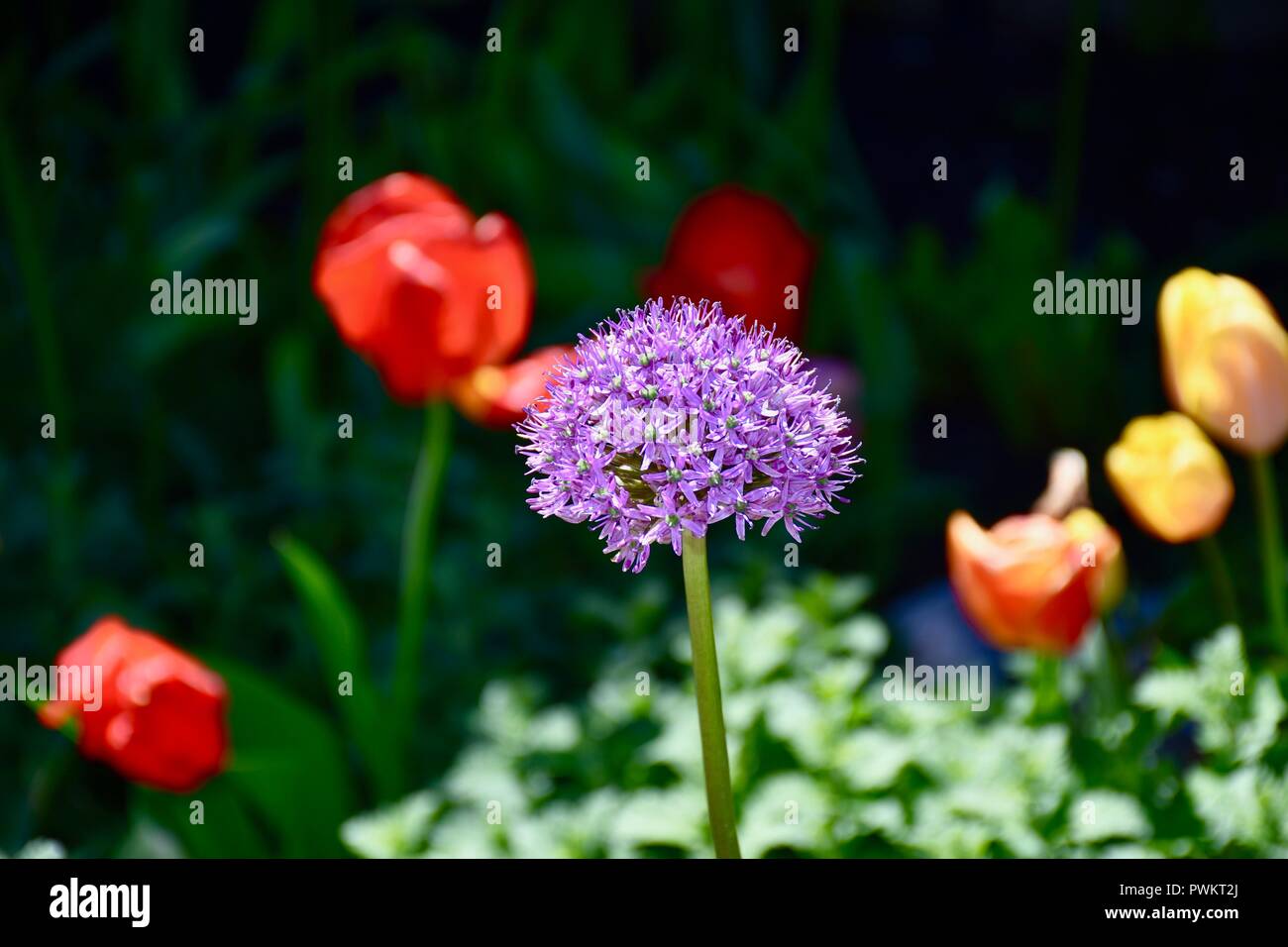 Viola Allium fiore Foto Stock