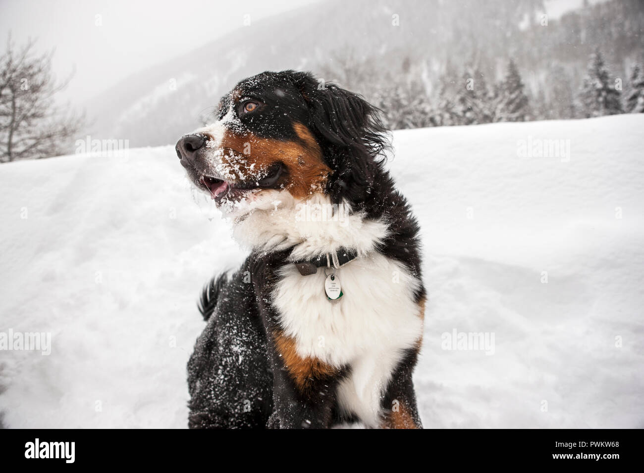 Cane coperte di neve mentre è seduto in un paesaggio invernale. Foto Stock