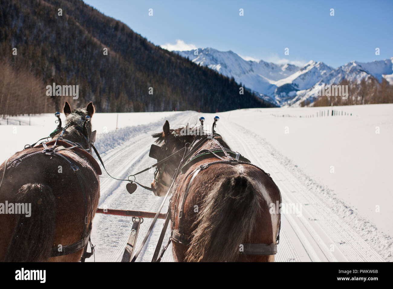 Due cavalli indossando i cavi mentre Camminando fianco a fianco lungo una coperta di neve country road. Foto Stock
