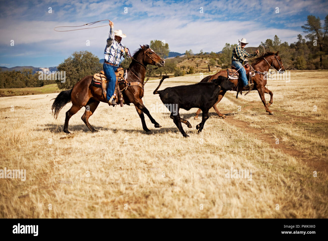 Due allevatori lassoing una vacca di runaway Foto Stock