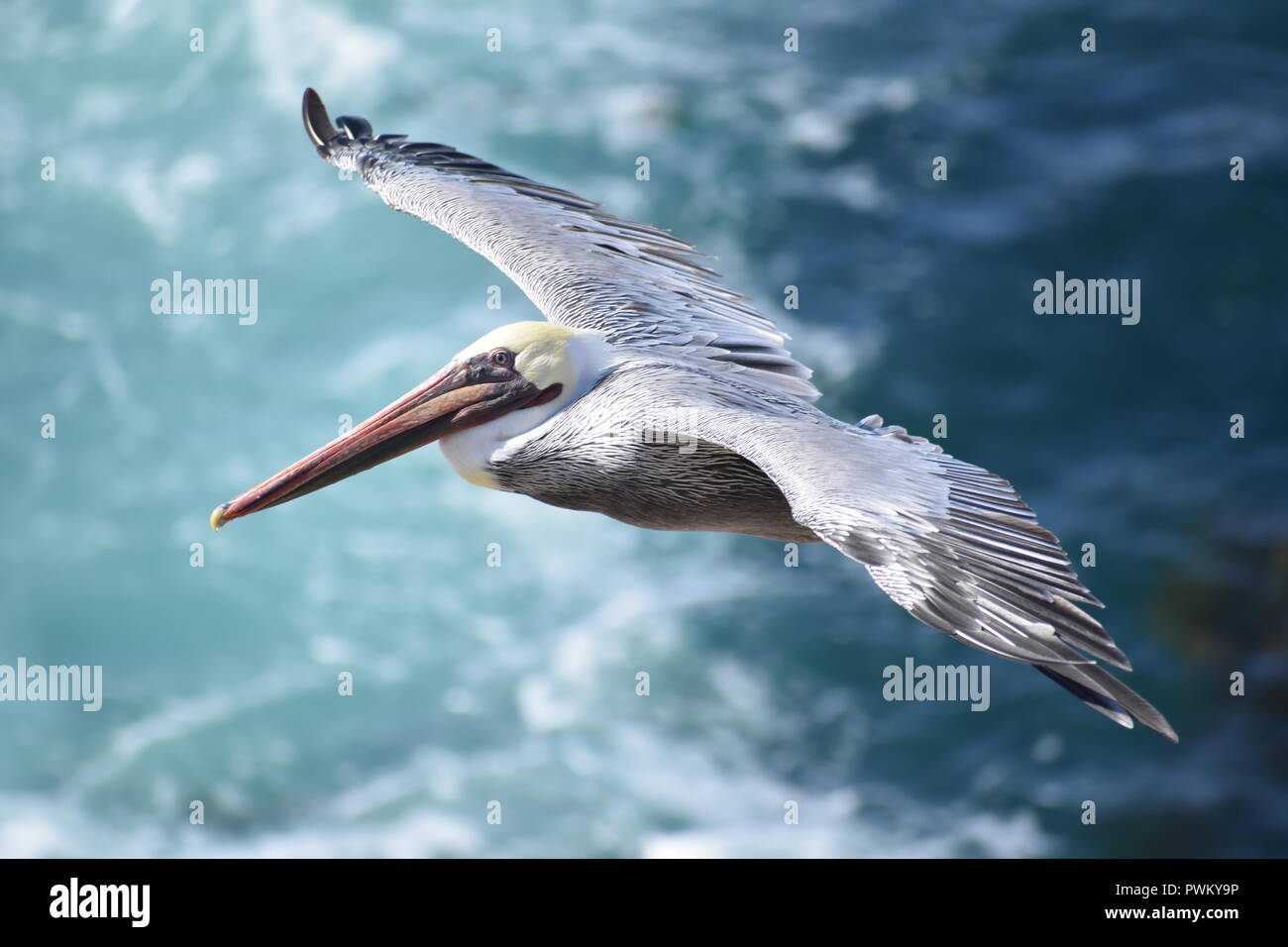 Un pellicano bruno fluttuanti nell'aria oltre l'Oceano Pacifico al punto Lobos Riserva Naturale Statale in California. Foto Stock