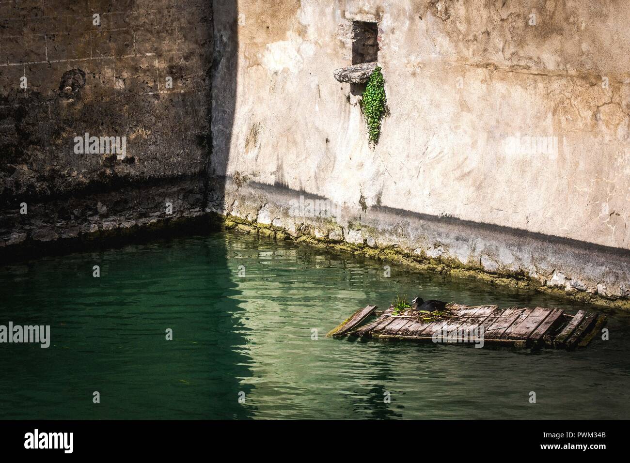 Un American coot nidi nel fossato della rocca Scaligera nella città galleggiante, Sirmione. Sirmione è in Lombardia, Italia. Foto Stock