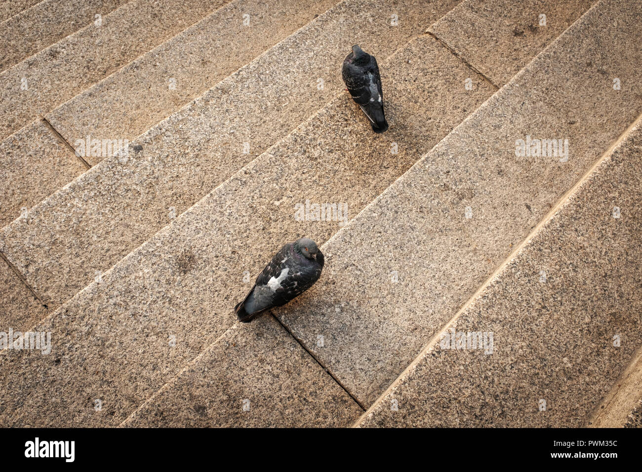 Regno Unito,Londra-due piccioni sulle scale del Royal Exchange Building Foto Stock