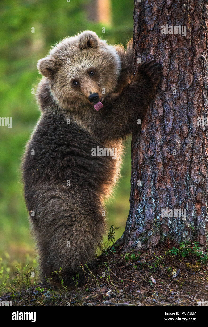 Bear Cub si fermò sulle sue zampe posteriori e mostra la linguetta, teasing. Cub di orso bruno. Habitat naturale. In estate foresta. Nome Sceintific: Ursus arctos. Foto Stock
