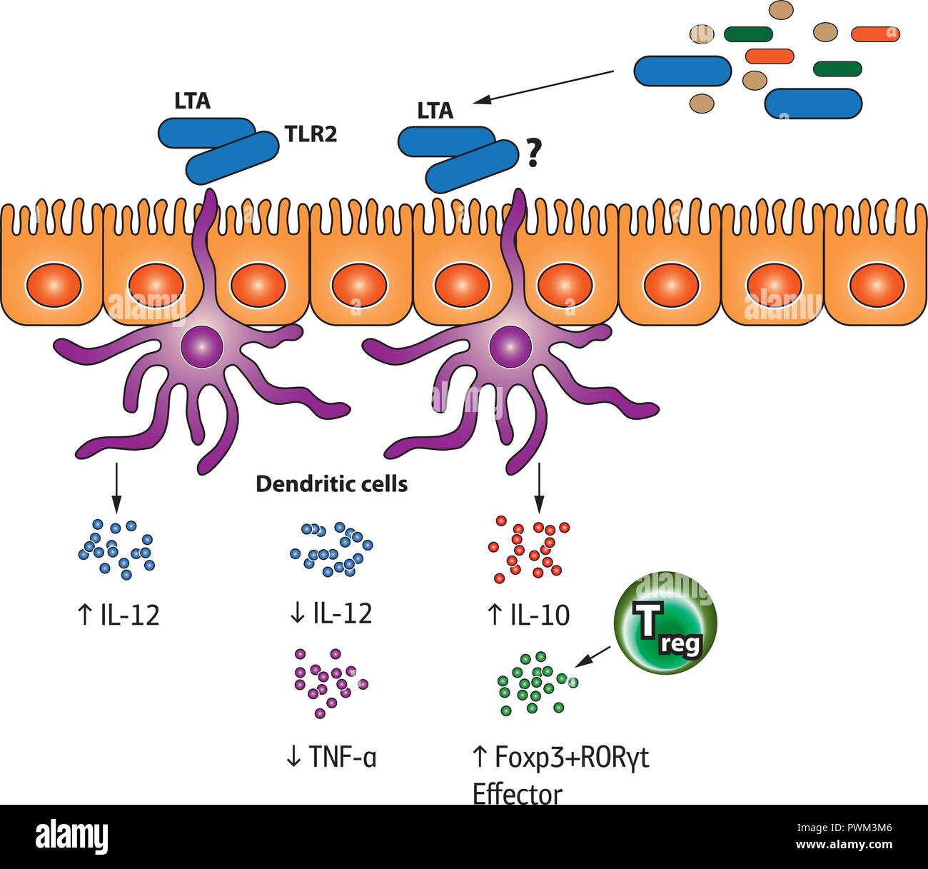 La stimolazione della regolamentazione di cellule T del vettore Illustrazione medica Illustrazione Vettoriale