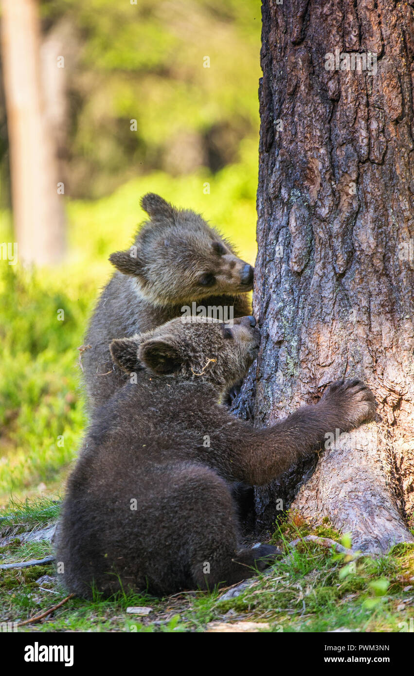 Bear Cub si fermò sulle sue zampe posteriori e lambisce un albero. Cub di orso bruno. Habitat naturale. In estate foresta. Nome Sceintific: Ursus arctos. Foto Stock