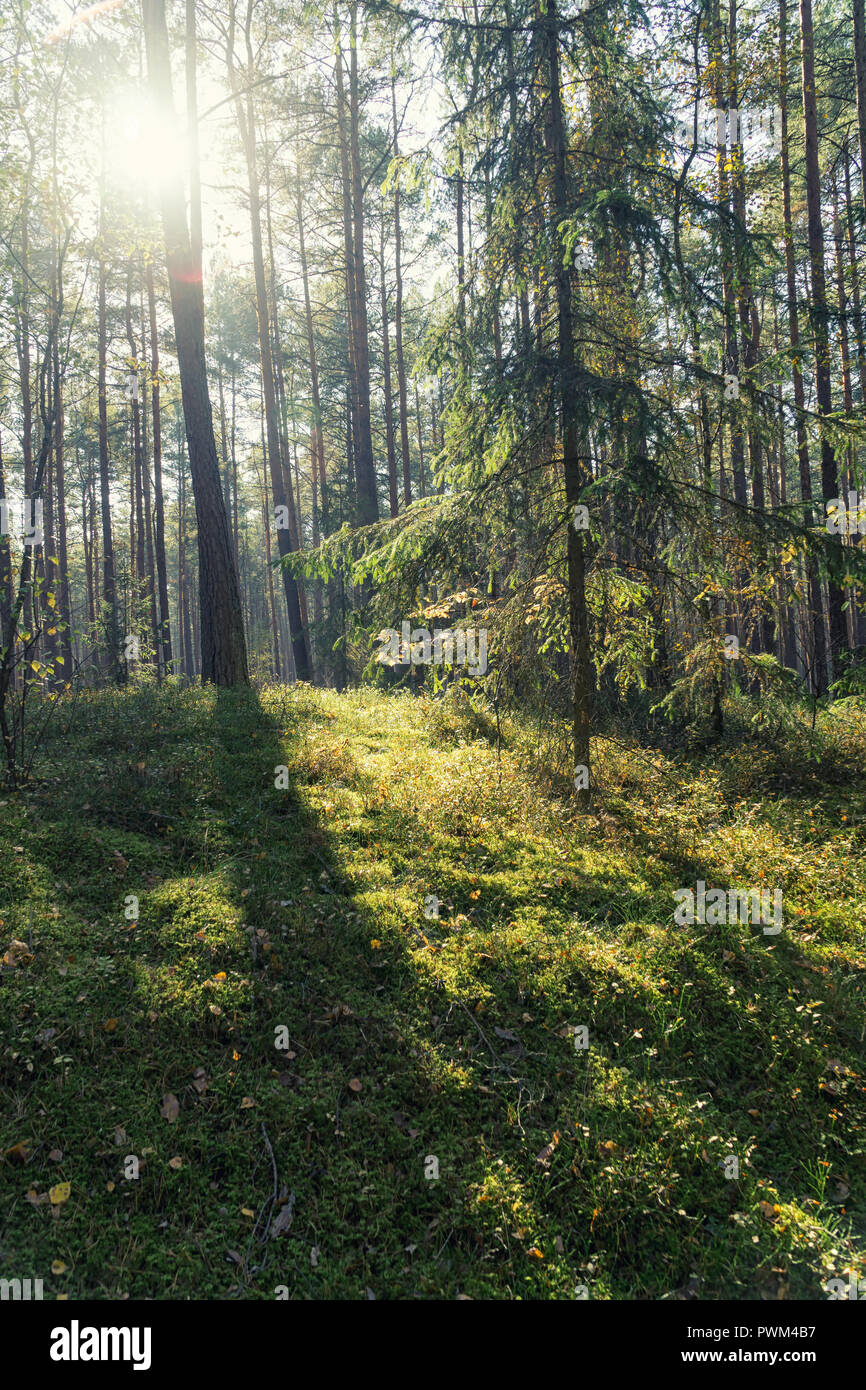 La foresta di conifere retroilluminati da Sun su un nebbioso giorno di autunno nella foresta di Tuchola in Polonia, l'Europa. Foto Stock