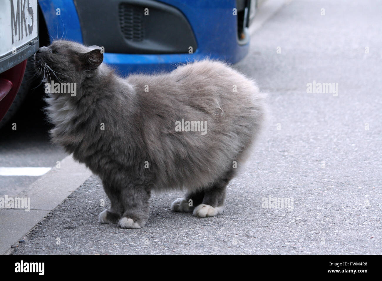 Grigio spesso fluffy street cat sorge da una vettura di borgogna su grigio asfalto e odora di essa, l'animale ha zampe bianco e petto in background è parte di Foto Stock