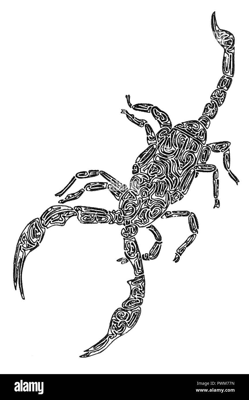 Illustrazione Di Uno Scorpione In Bianco E Nero Disegno Linee A Labirinto Foto Stock Alamy