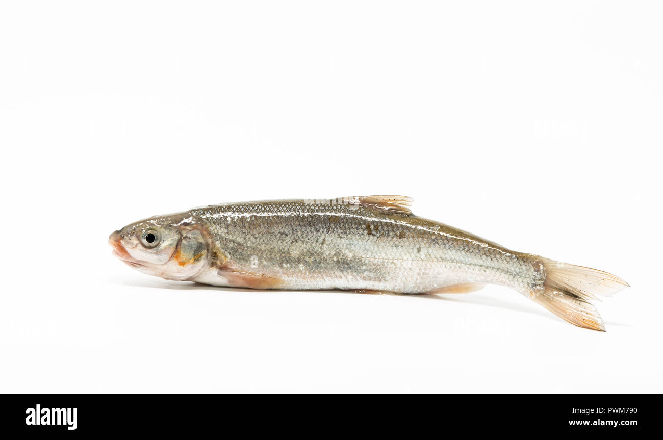 Pesce Pan isolati su sfondo bianco Foto Stock