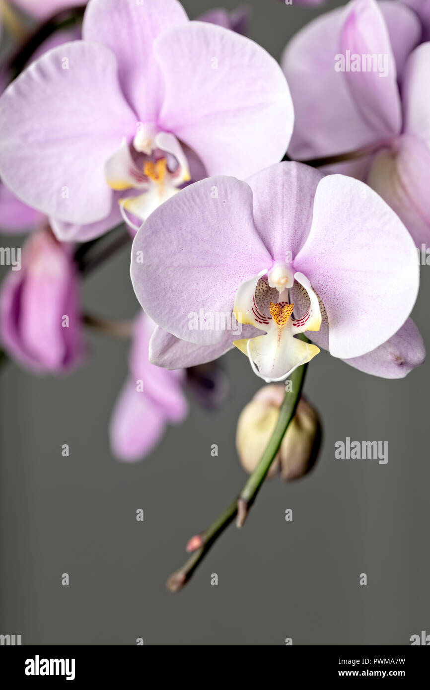 Rosa Phalaenopsis orchid fiore, close up su sfondo grigio. Cpmposition verticale Foto Stock
