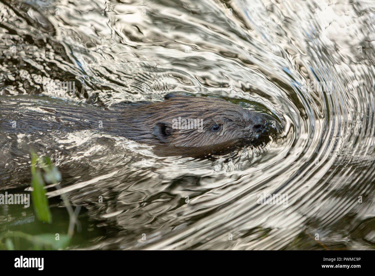 Eurasian castoro (Castor fiber) nuotare nel fiume Ericht, vicino a Blairgowrie, Scotland, Regno Unito. Foto Stock