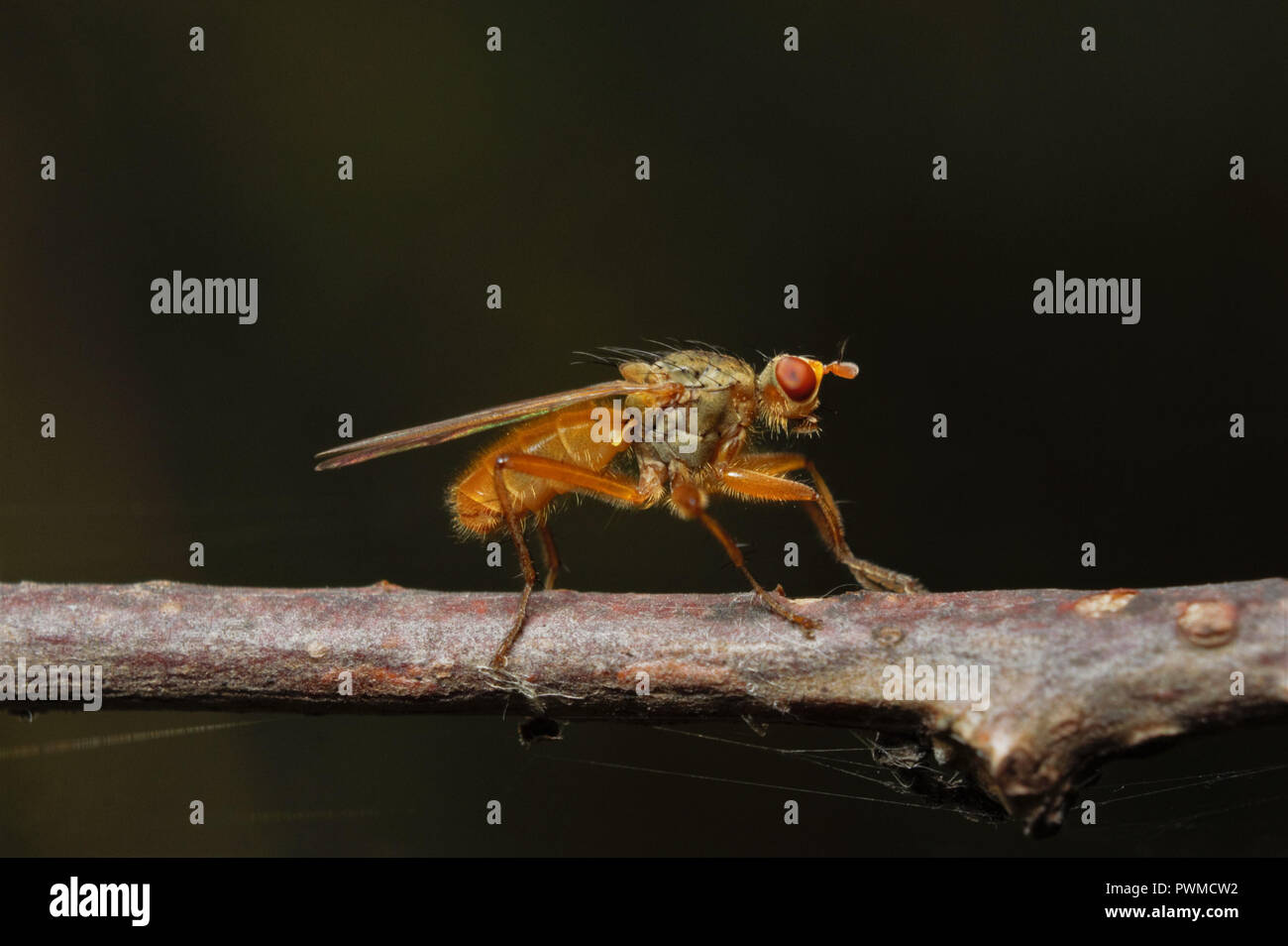 Close-up di rosso-ryed fly appollaiate su un ramo di marrone, fotografati contro lo sfondo nero. Foto Stock