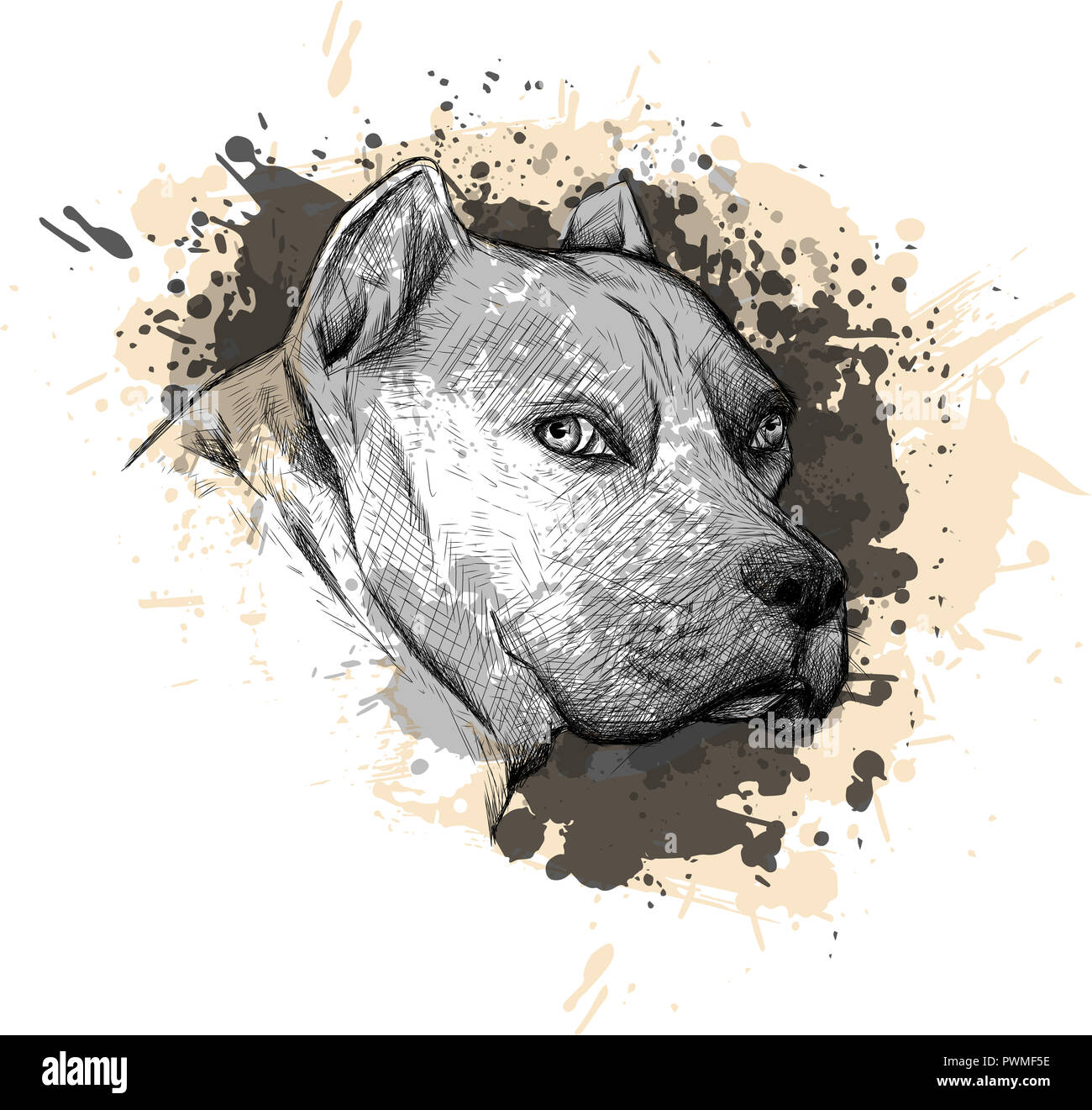 La raccolta degli animali: Cane. Ritratto di un Pitbull. Primo piano su uno sfondo bianco, con elementi di schizzare e vernice di gocciolamento. Foto Stock