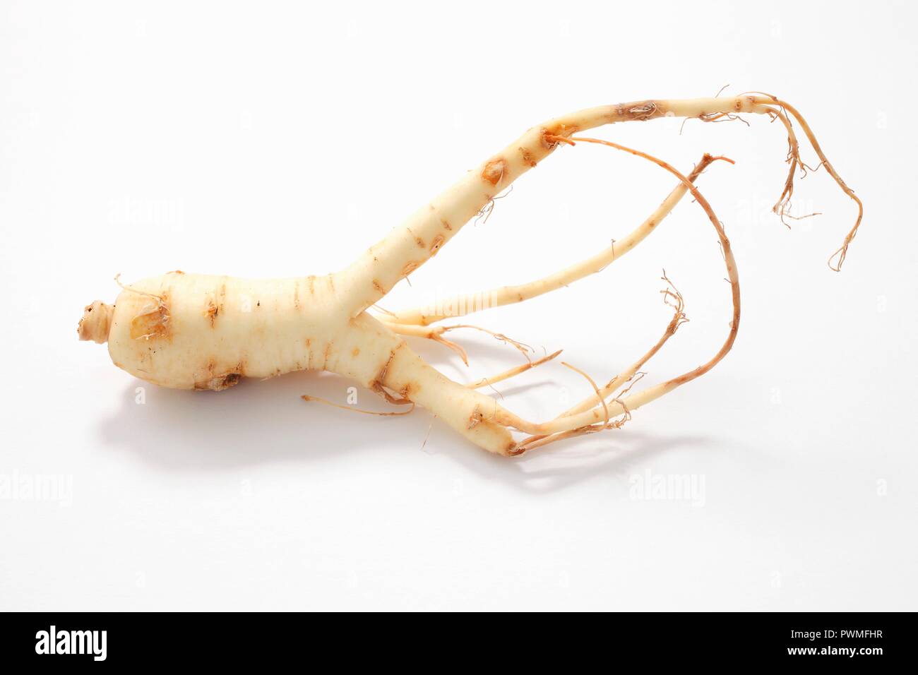 Fresco di radice di ginseng Foto Stock