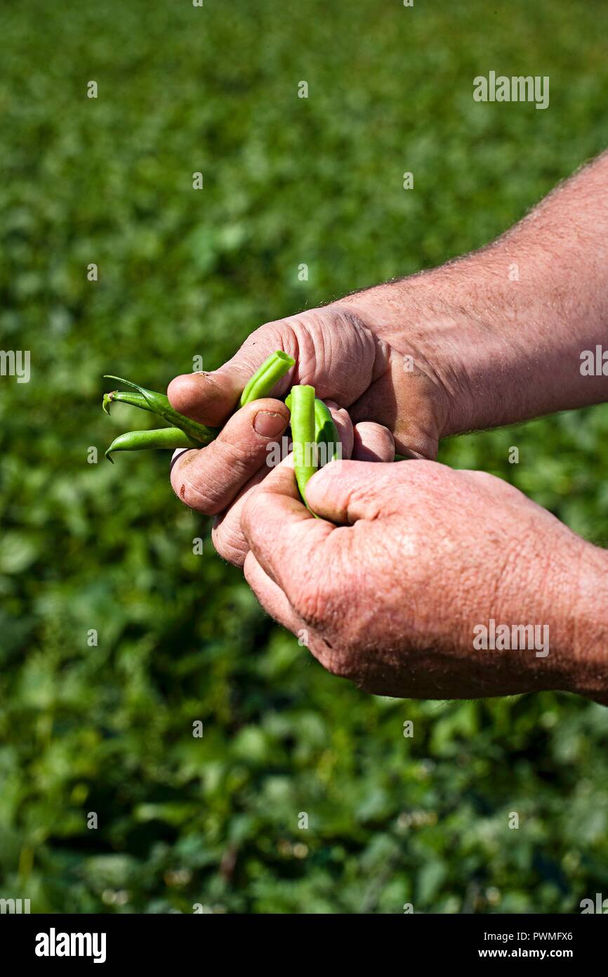 Un agricoltore che detiene appena raccolto i fagiolini verdi Foto Stock