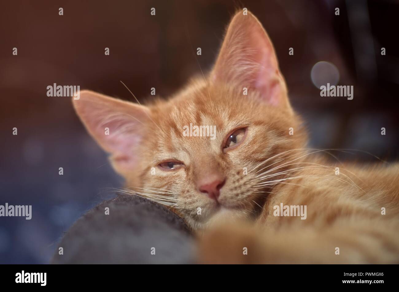 Lo zenzero adorabile gattino sdraiato su un cuscino - messa a fuoco selettiva con sfondo bokeh di fondo. Foto Stock