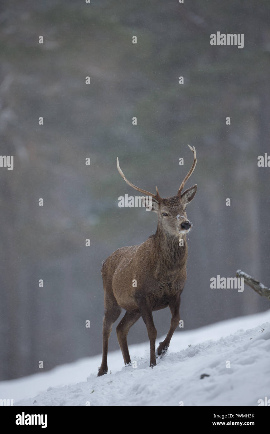 Red Deer cervo (Cervus elaphus) in un bosco scozzese nella neve durante l'inverno. Foto Stock