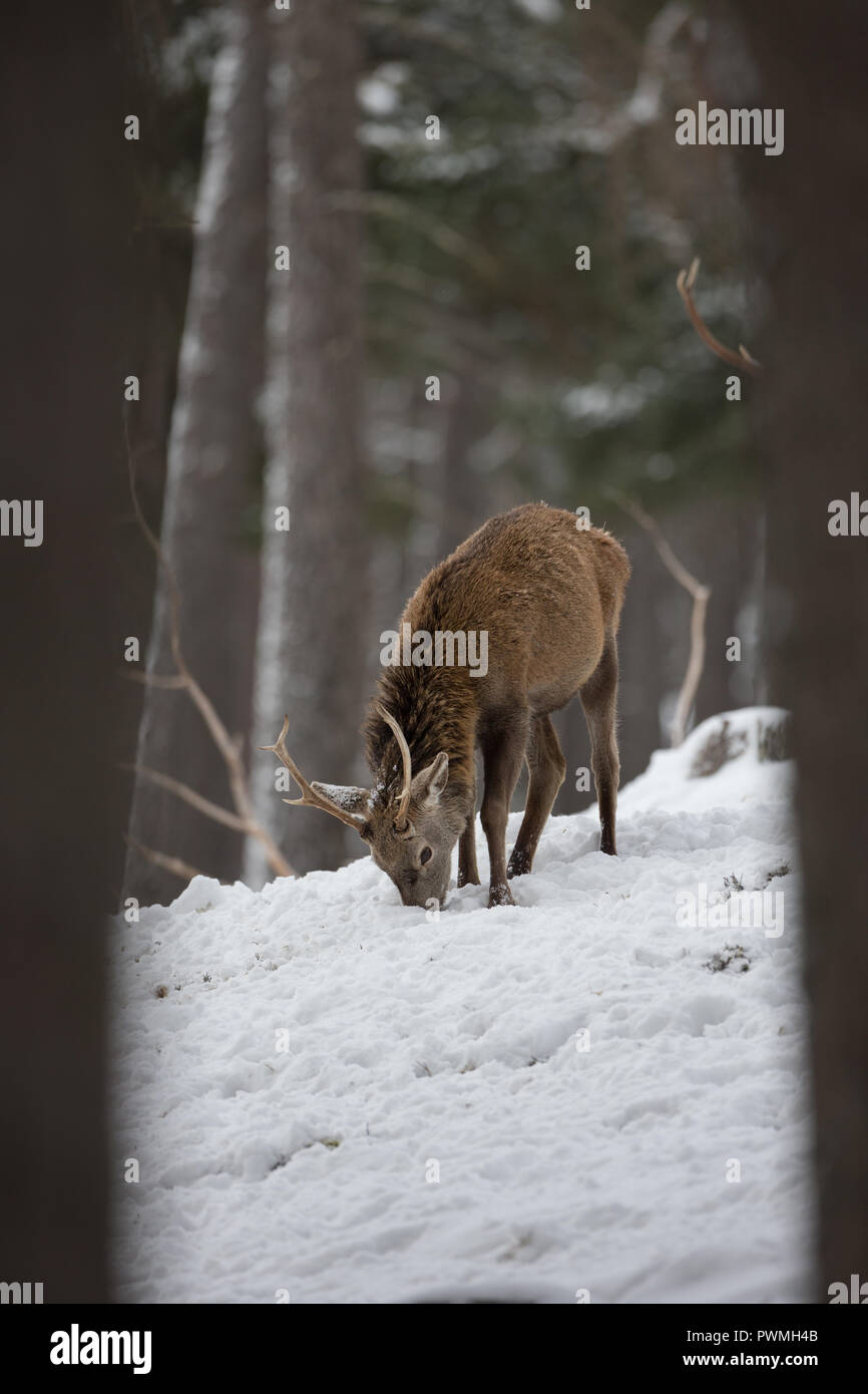 Red Deer cervo (Cervus elaphus) in un bosco scozzese nella neve durante l'inverno. Foto Stock