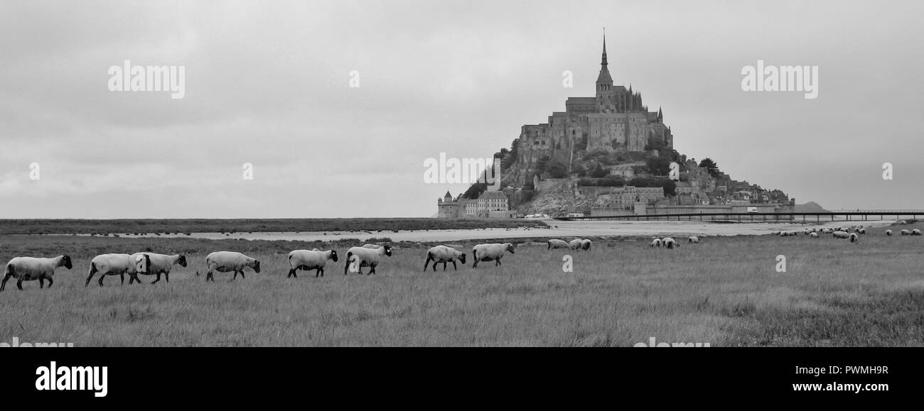 Allevamento di pecore di fronte a Mont Saint Michel. Luogo famoso in Normandia, Francia. Foto Stock