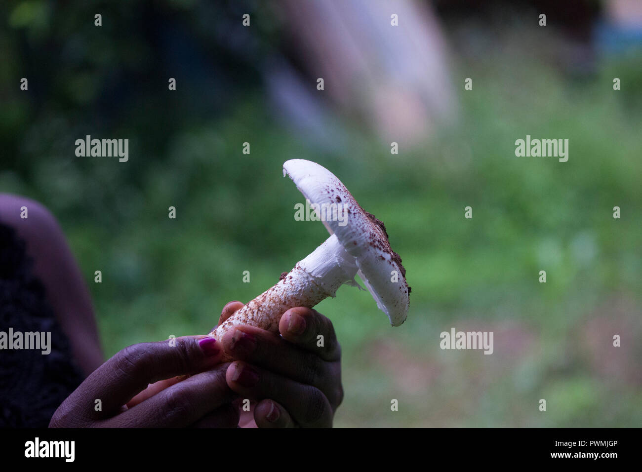 Fungo bianco tenuto da donna africana Foto Stock