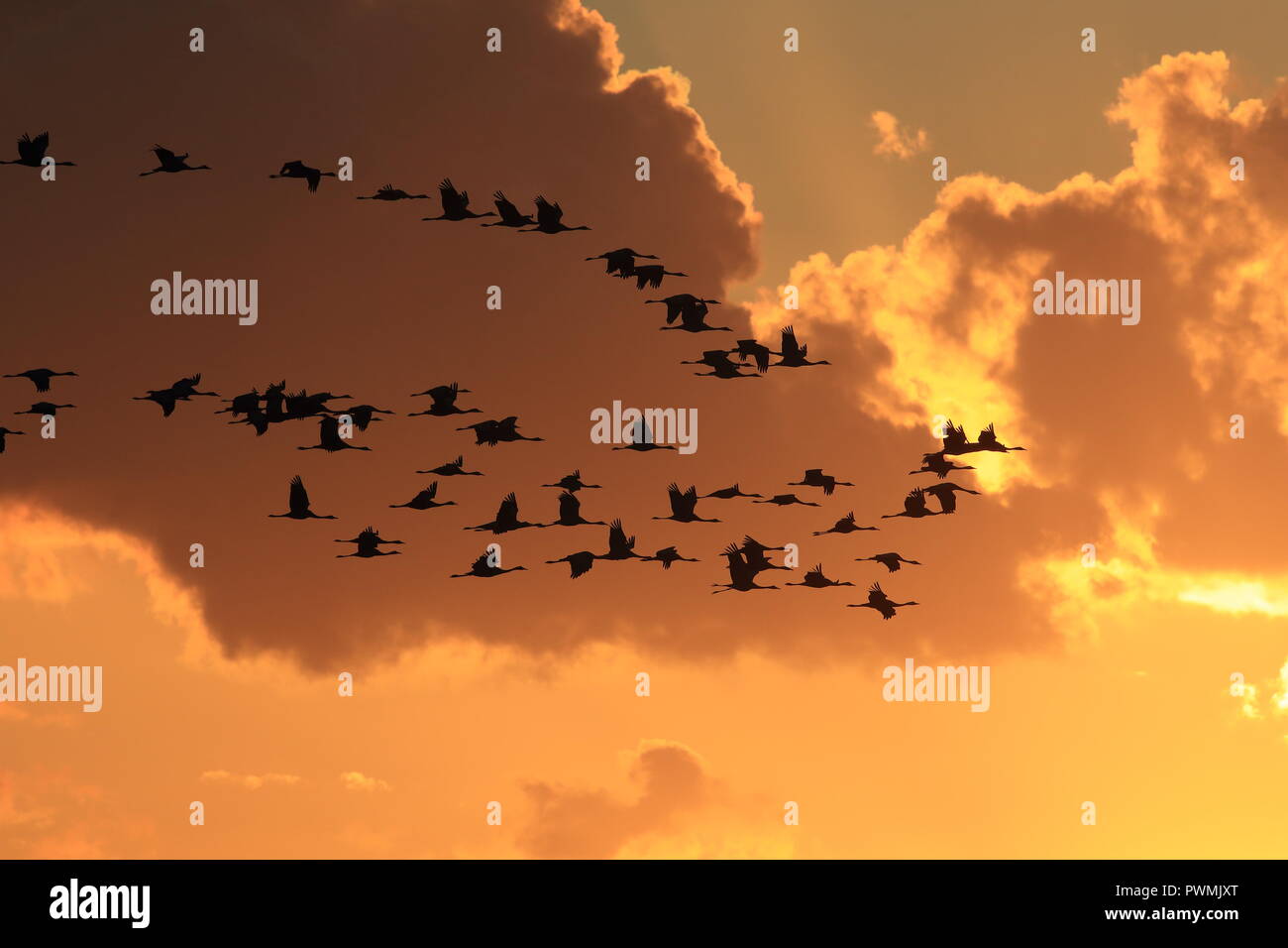 Sagome di gru( grus grus) al tramonto Germania Mar Baltico Foto Stock