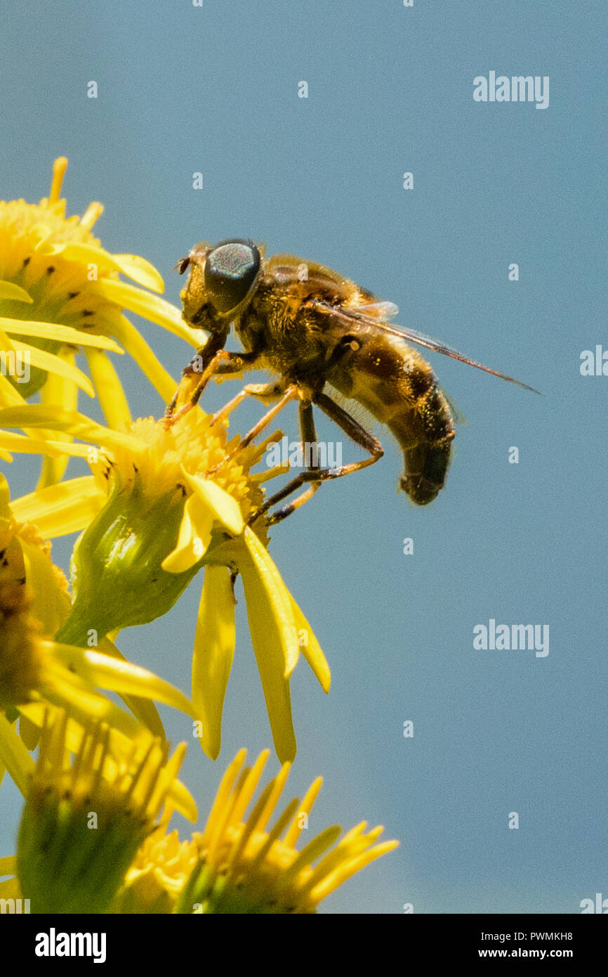 Close up di un Nero e Giallo alimentazione Hoverfly su nectar su fiori gialli in giardino Foto Stock