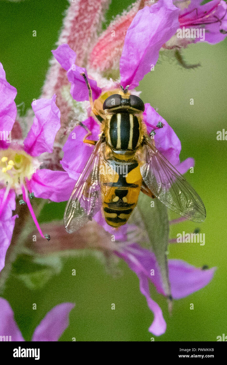 Close up di un Nero e Giallo alimentazione Hoverfly su nectar sui fiori viola in giardino Foto Stock