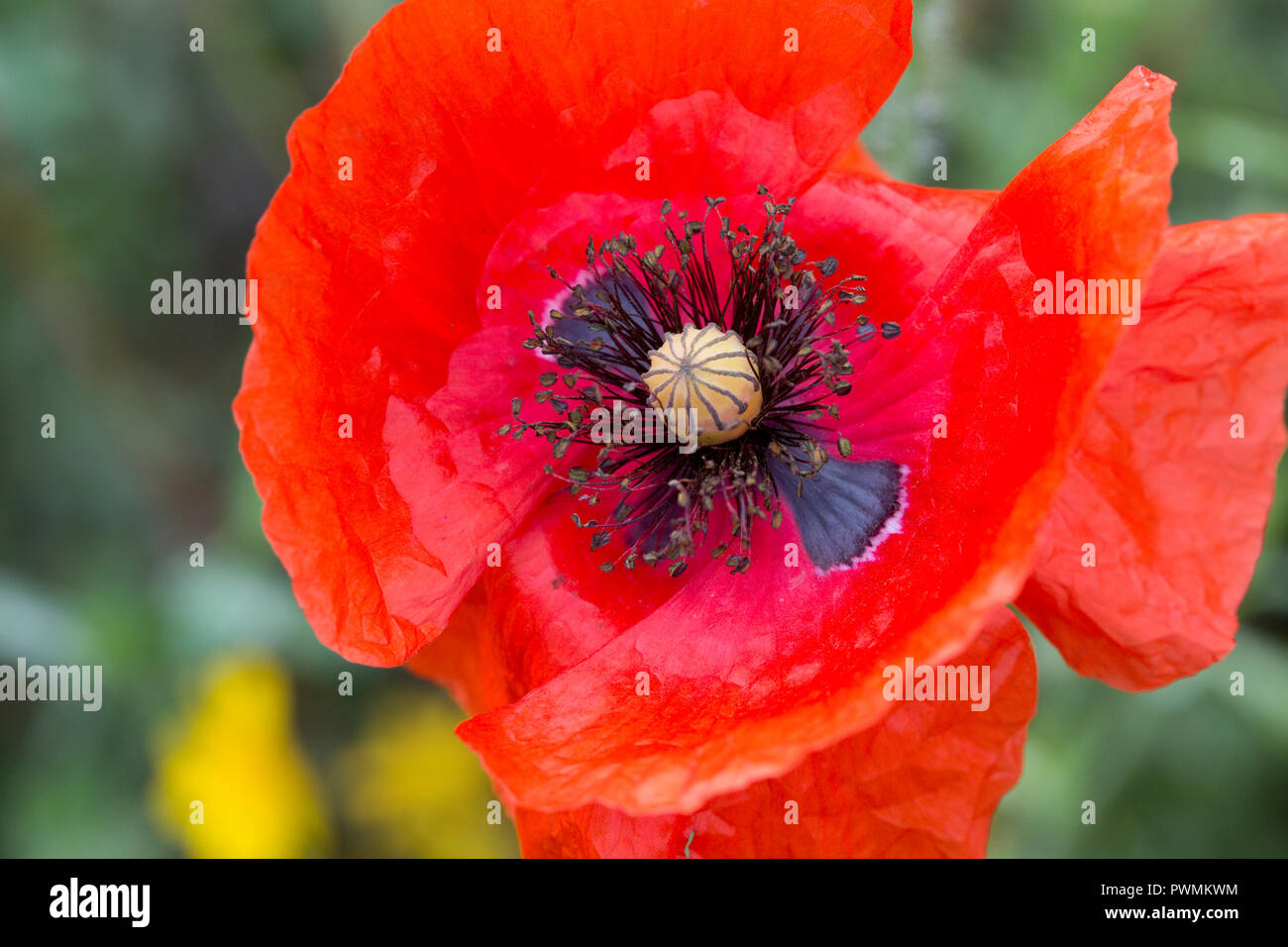 Close up di bright papavero rosso mostra stami e ovaio centrale REGNO UNITO Foto Stock