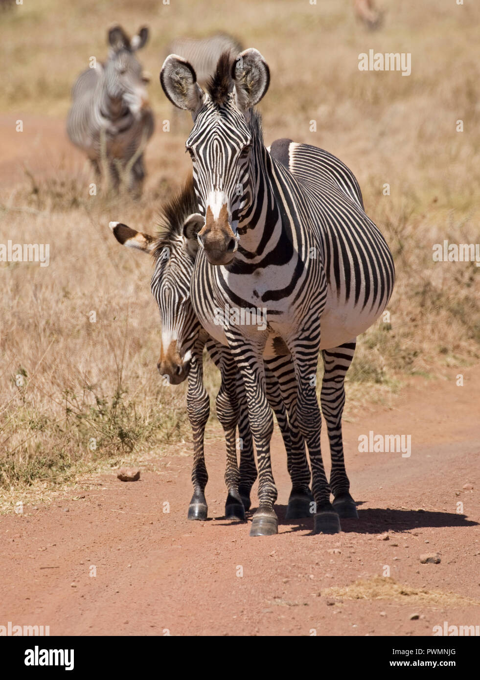 Di Grevy zebra Equus grevyi mare e puledro ormai in via di estinzione IUCN Elenco Lewa Wildlife Conservancy Kenya Foto Stock