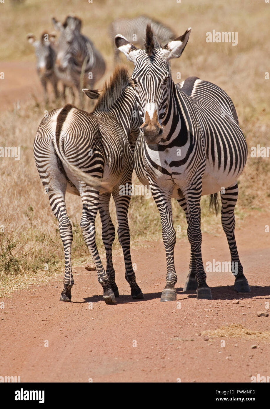 Di Grevy zebra Equus grevyi mare e puledro ormai in via di estinzione IUCN Elenco Lewa Wildlife Conservancy Kenya Foto Stock