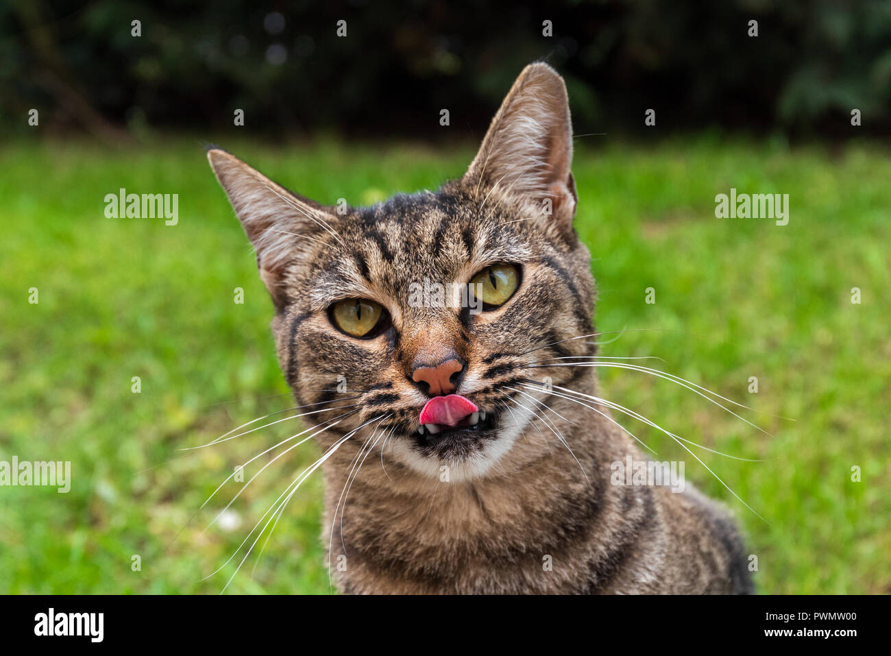 Ritratto di una cute cat, close up Foto Stock