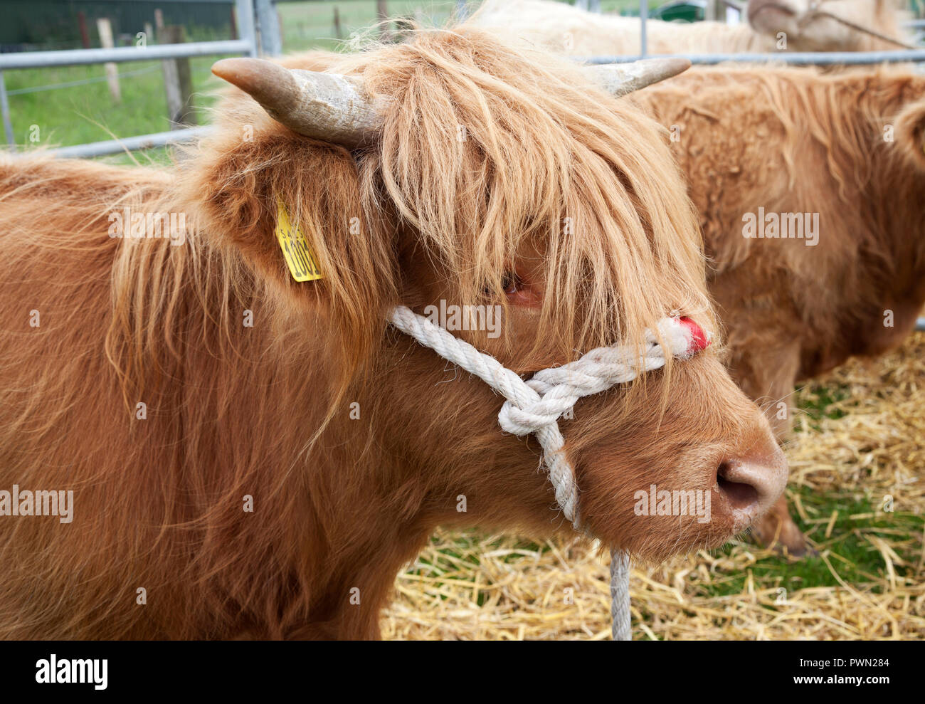 Giovani Highland mucca haltered al bestiame vicino a Helensburgh, Argyll Scozia Scotland Foto Stock