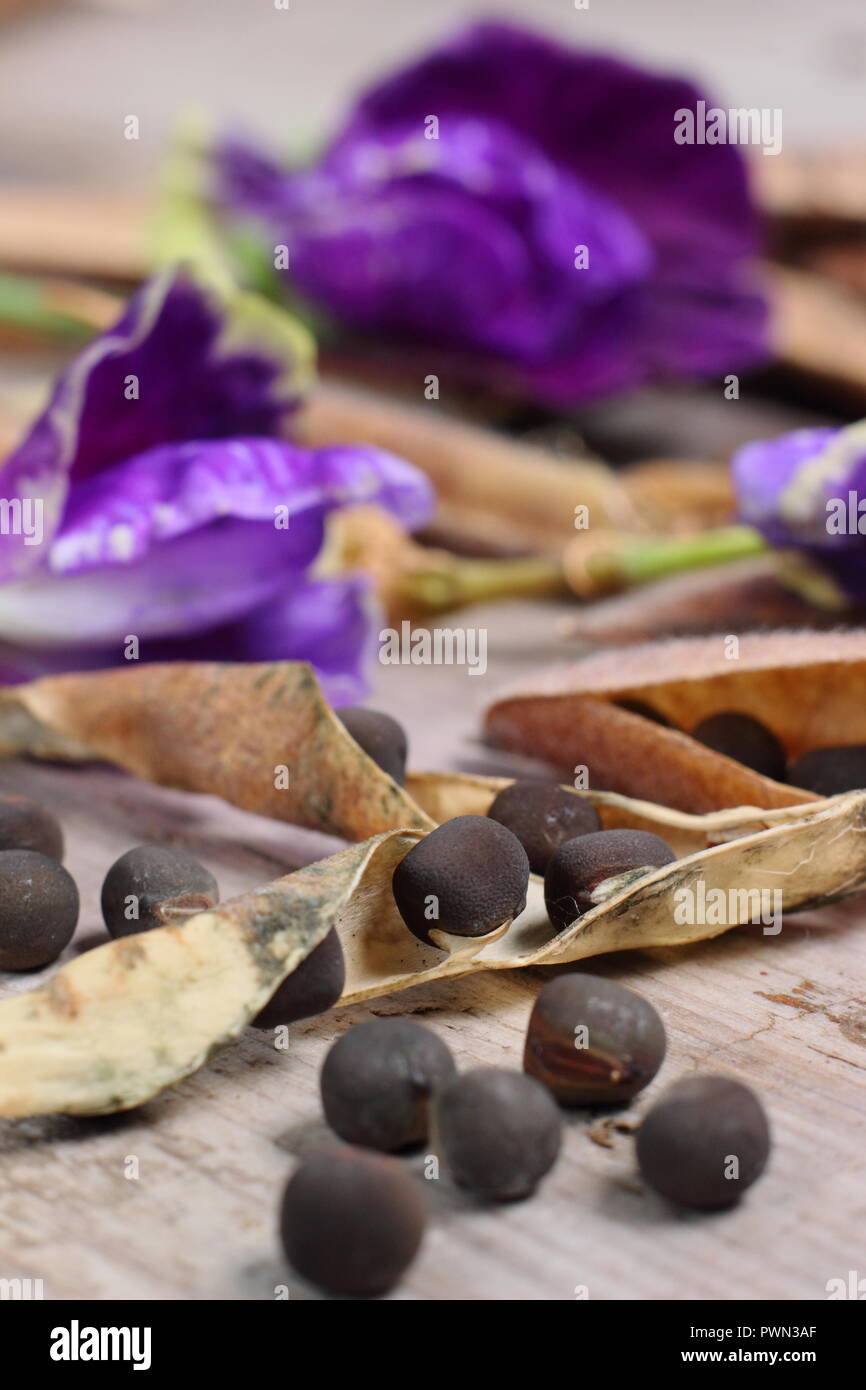 Lathyrus odoratus. Allo sbiadimento pisello dolce blumi, dolce essiccato baccelli di piselli e vede pronto per essere salvati per il futuro la piantagione, inizio autunno, REGNO UNITO Foto Stock