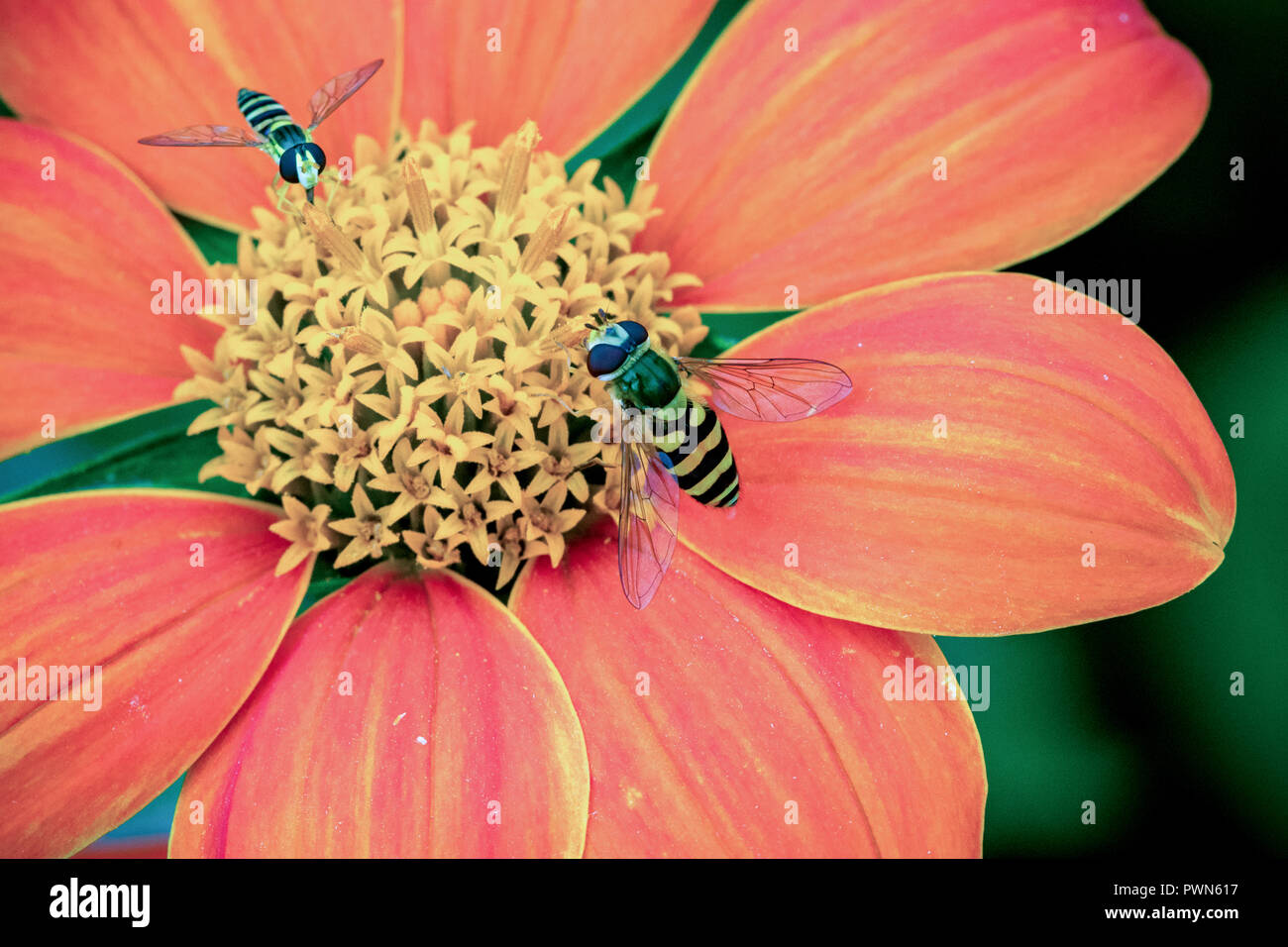 Close up 2 mosche hover nettare di raccolta su un bel rosso e arancione Dahlia Coccinea in giardino Foto Stock