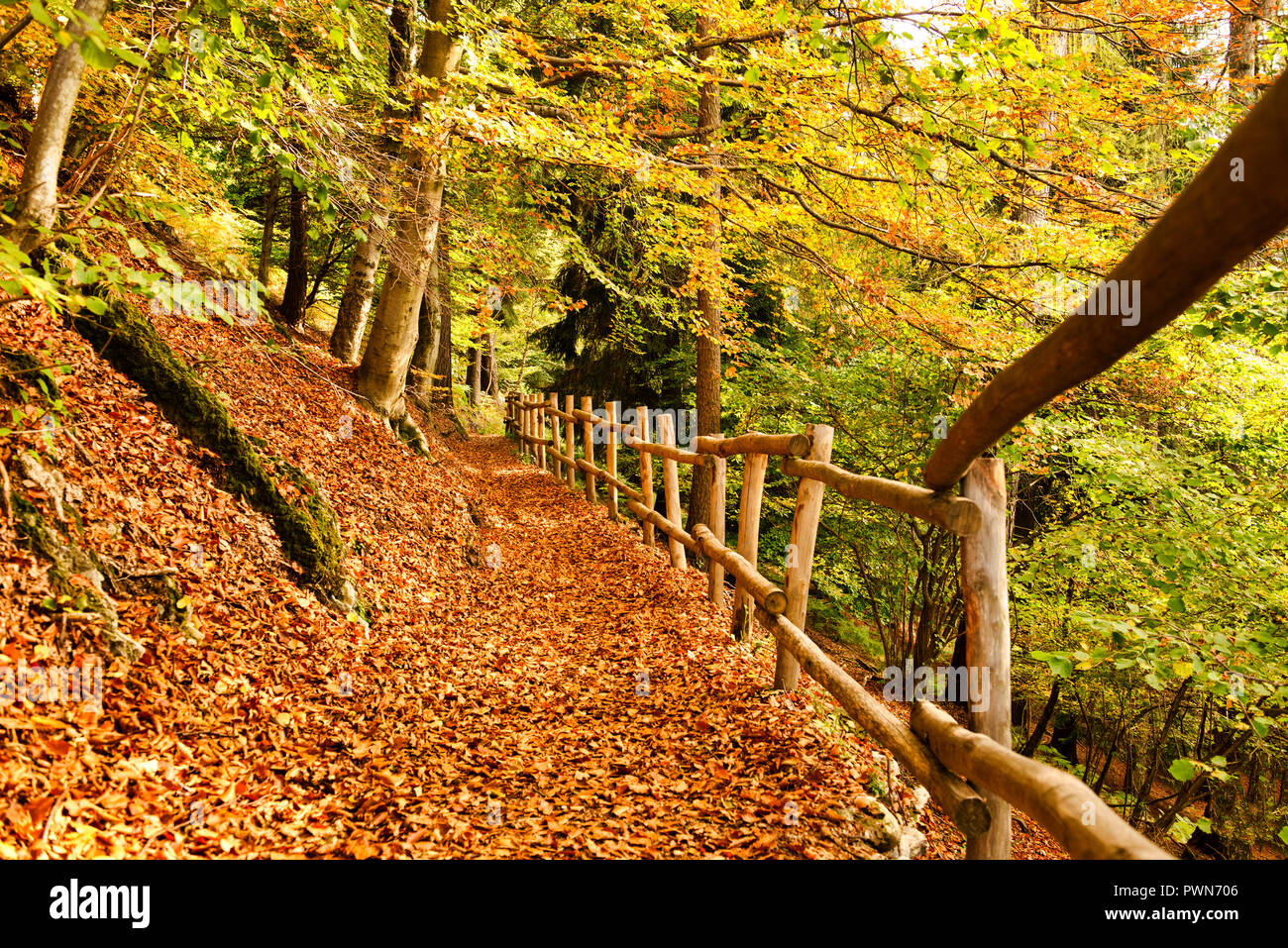 Un tappeto di foglie sul sentiero forestale con staccionata in legno durante la stagione autunnale Foto Stock
