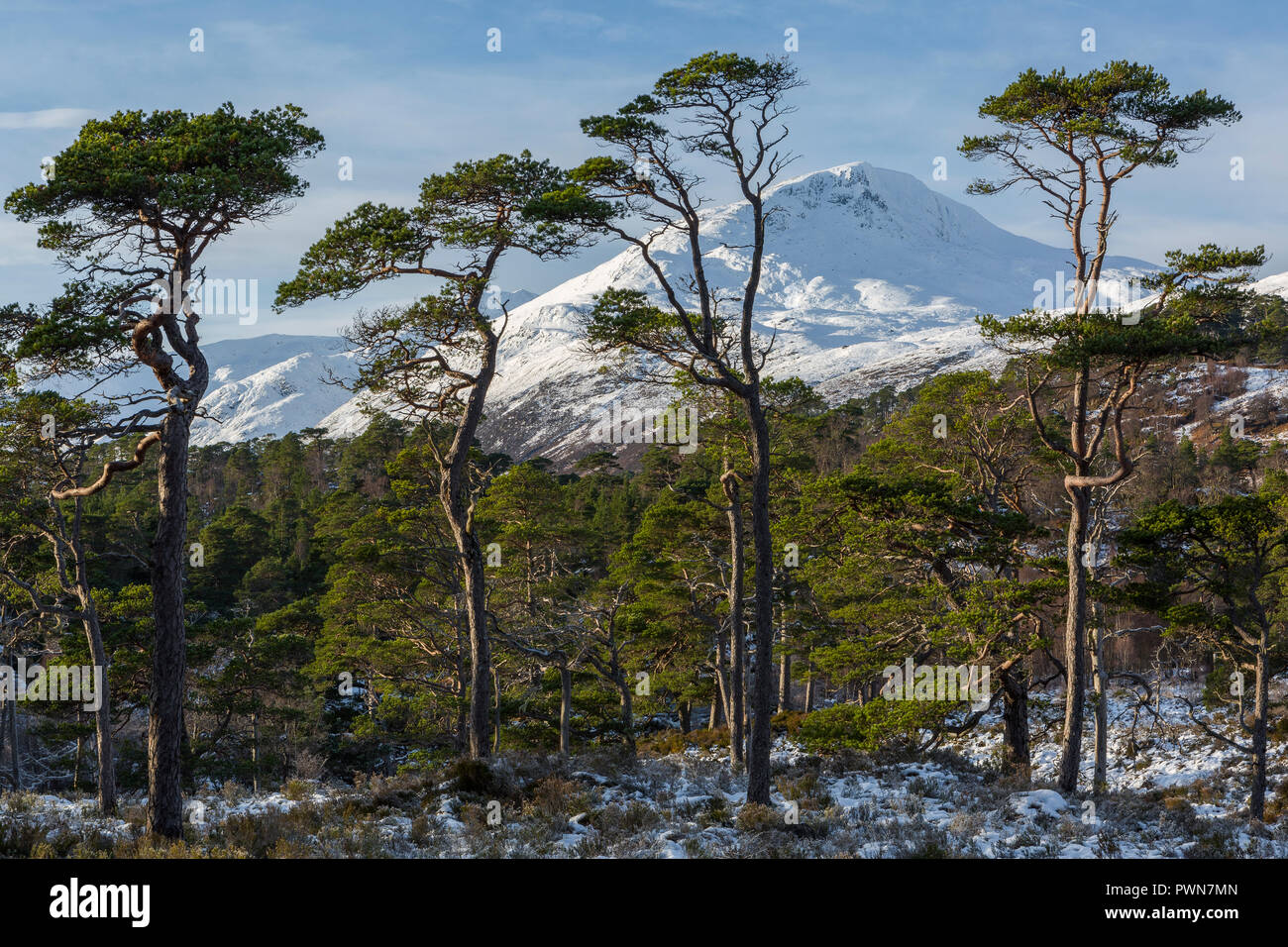 Sgurr na Lapaich visto attraverso il pino silvestre in Glen Affric, Highland, Scozia Foto Stock