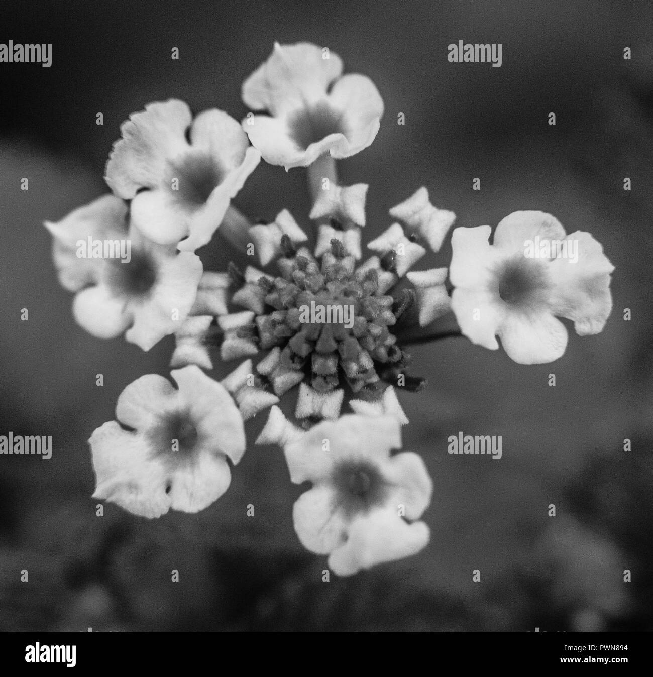 Fiori con colori vivaci - Atene il Giardino Nazionale, la bellezza della natura, Atene Grecia Foto Stock