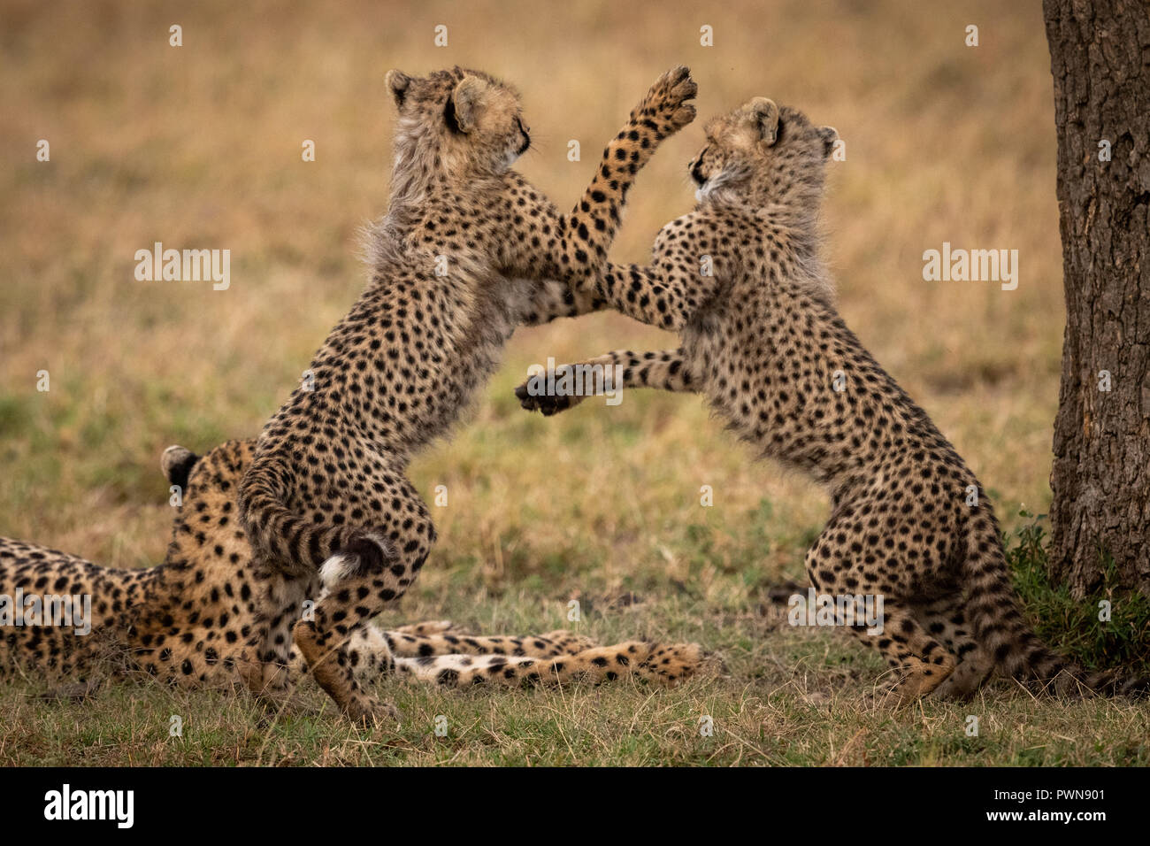 Cheetah cubs giocare lotta sulle zampe posteriori Foto Stock