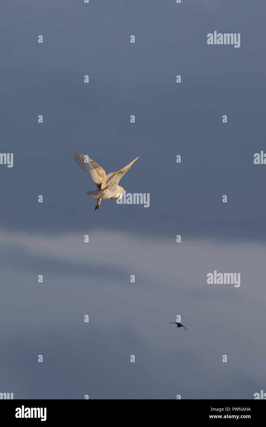 Ritratto di cattura soleggiato barbagianni (Tyto alba) nel cielo, mid-air pongono, ali sollevata. Il gufo in volo guardato da inghiottire in distanza, contro il cielo blu. Foto Stock