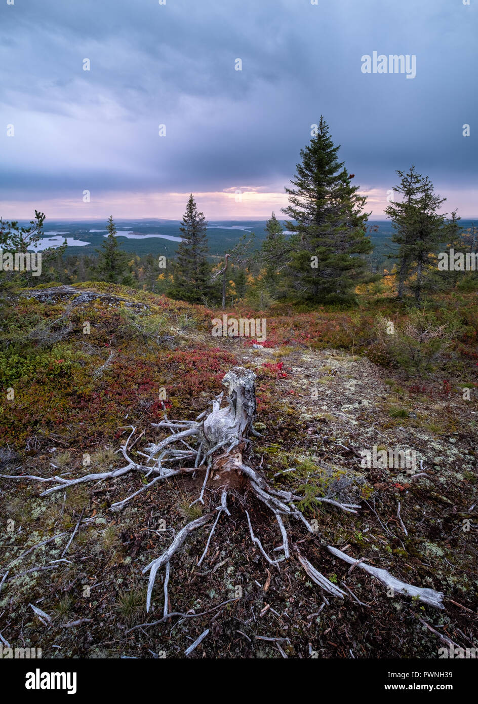 Paesaggio panoramico con moncone e radici sulla cima della collina in autunno sera in Lapponia, Finlandia Foto Stock