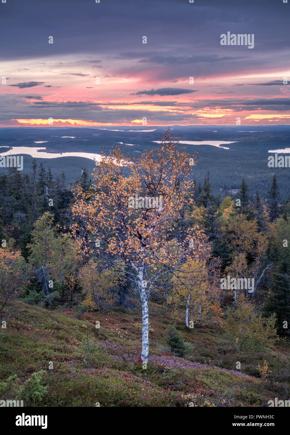 New Scenic 5 posti e colorato paesaggio vista con colori autunnali a tranquilla serata autunnale in Lapponia, Finlandia Foto Stock