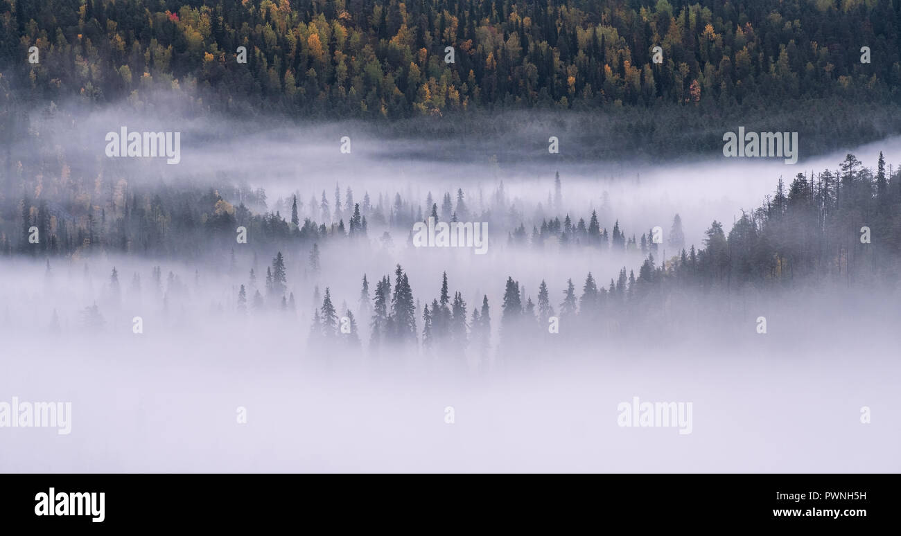 Scenic paesaggio forestale con la nebbia e nebbioso umore in autunno la mattina in Finlandia. Foto Stock
