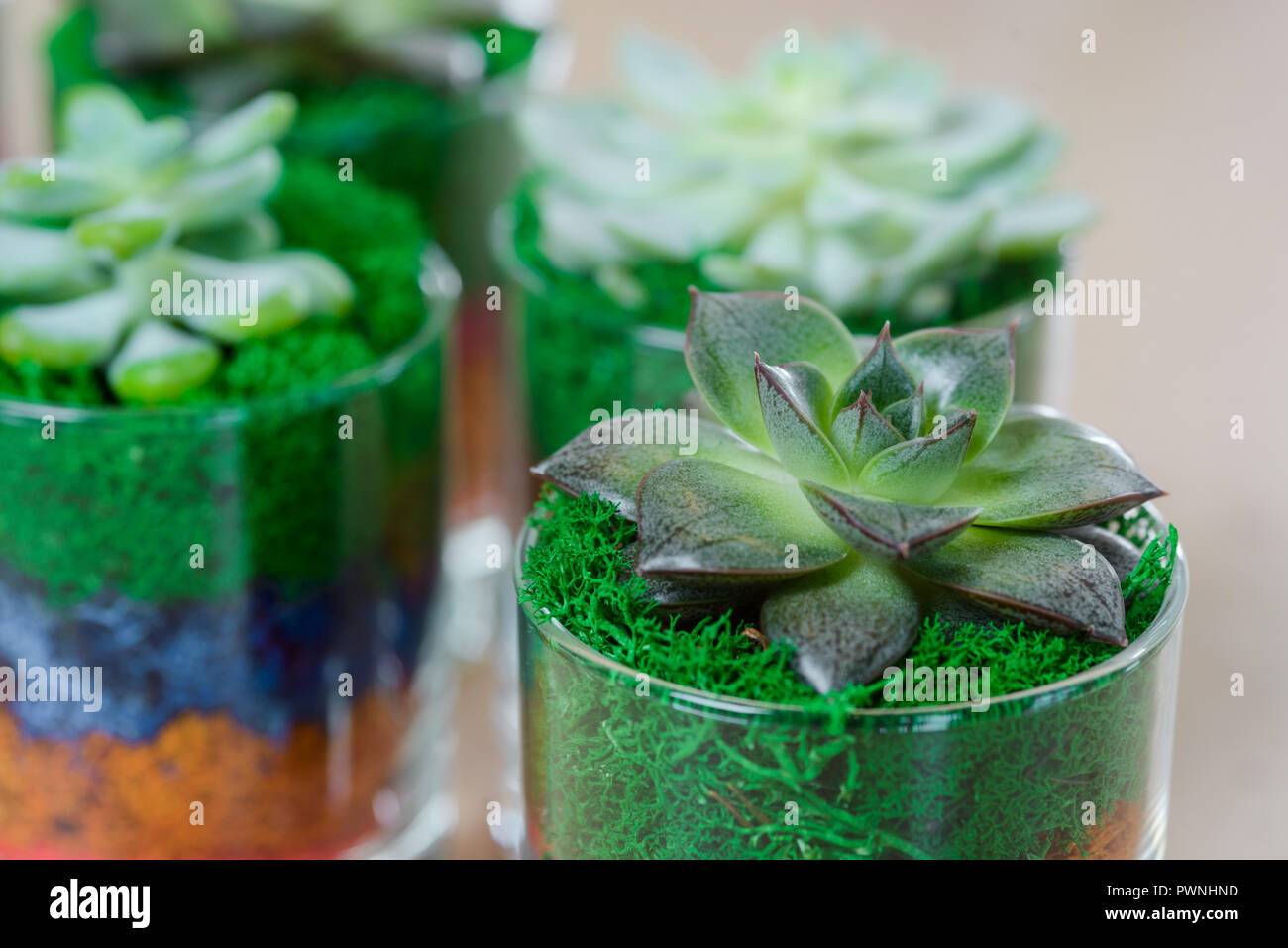 Close up su Echeveria Foto Stock