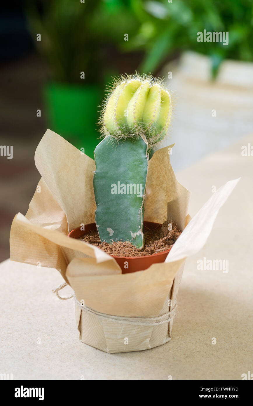 Mini cactus nel piccolo vaso Foto Stock